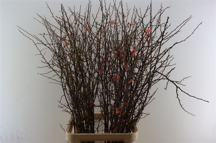 <h4>Chaenomeles Superba.ca 120/130cm</h4>