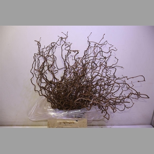 Coryl Av Contorta 50 Cm