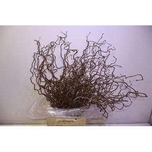 Coryl Av Contorta 50 Cm