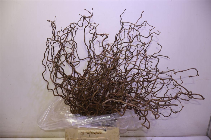 <h4>Coryl Av Contorta 50 Cm</h4>