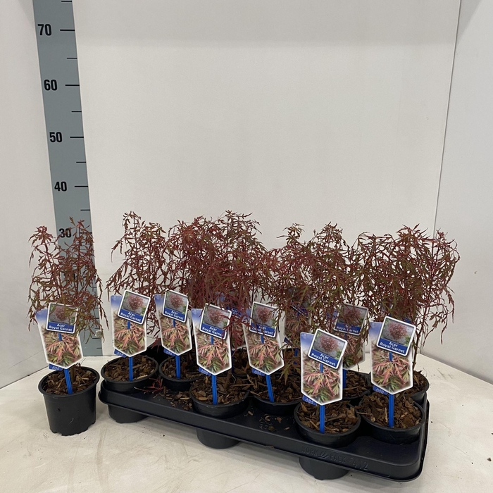 <h4>Acer palmatum</h4>