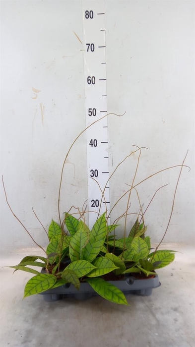 <h4>Hoya callistophylla 'KAL 16'</h4>