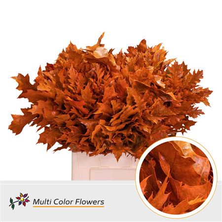 <h4>Quercus Kl Bh Oranje</h4>