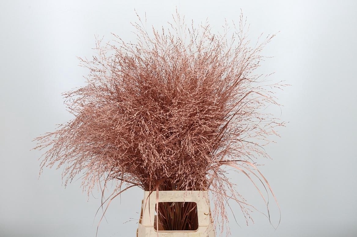 <h4>Panicum Kl Bh Koper</h4>