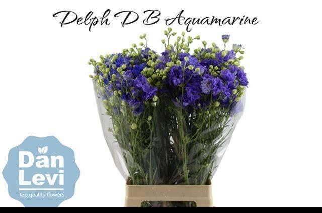 <h4>DELPH D BIJOU AQUAM</h4>