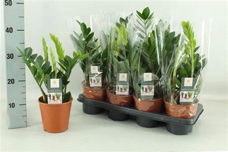 Zamio Zamiifolia