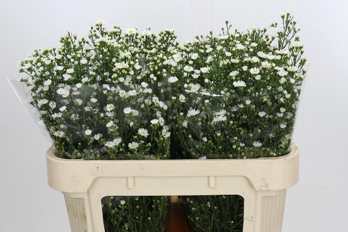 <h4>Aster Paquita</h4>