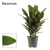 Cordyline Salsa toef 19 cm (Decorum)