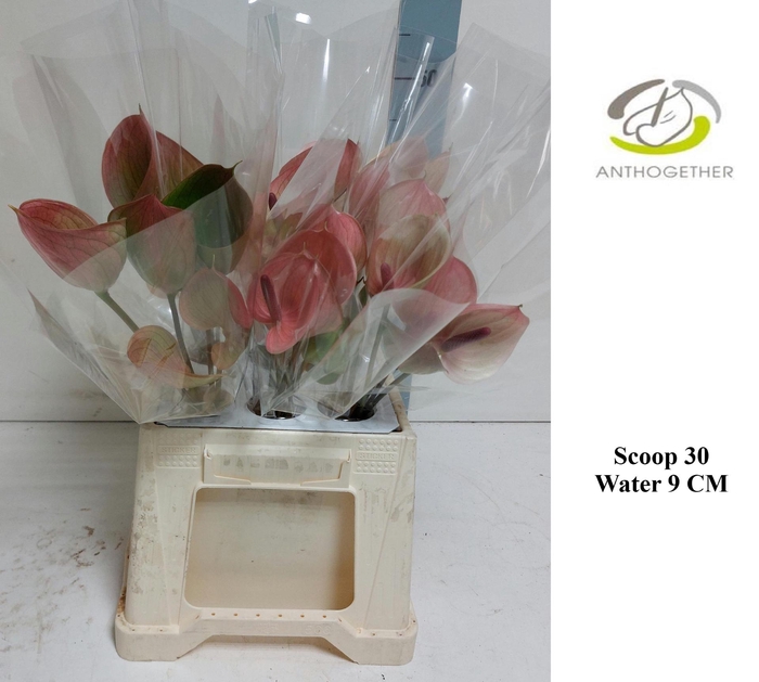 <h4>ANTH SCOOP 30 Water</h4>