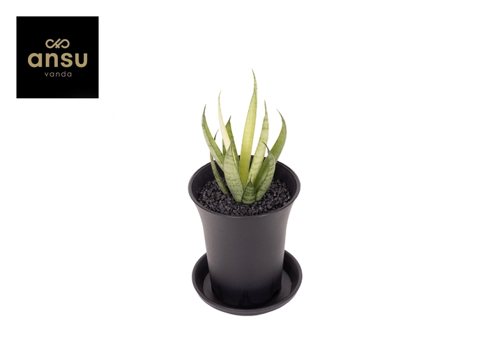 <h4>Sansevieria Comet Chrysanta Lemon in sierpot</h4>