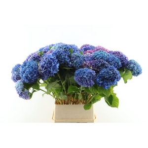 Hydr M Branched Steiniger 100cm