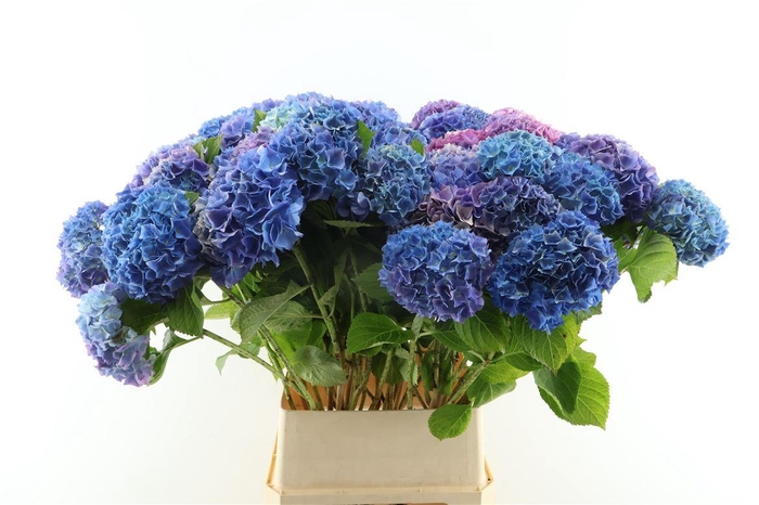 <h4>Hydr M Branched Steiniger 100cm</h4>