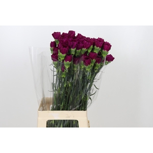Dianthus St Yukari Violet