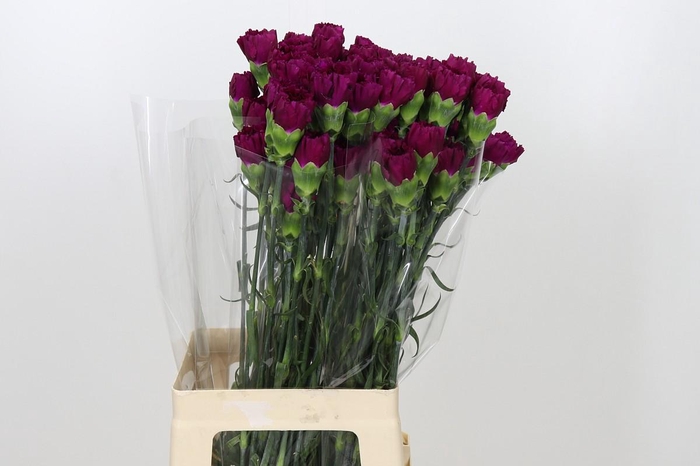 <h4>Dianthus St Yukari Violet</h4>