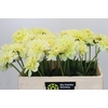 Dahlia Hilda Special