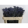 Eryngium Blue Dynamite