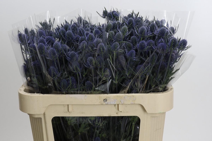 <h4>Eryngium Blue Dynamite</h4>