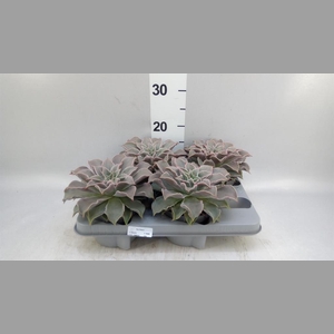Echeveria   ...