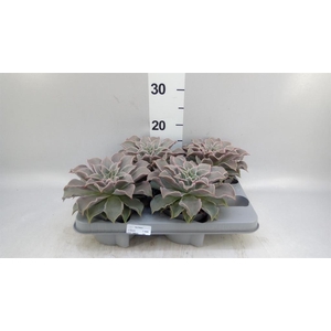 Echeveria   ...