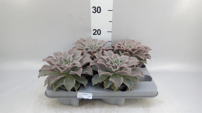 <h4>Echeveria   ...</h4>