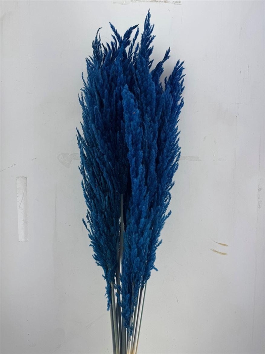 Dried Pampas Gras D. Blue (8 Stems) Bunch