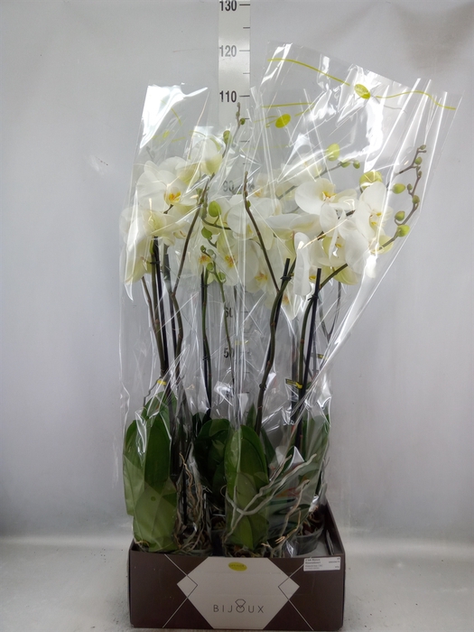 <h4>Phalaenopsis   ...white</h4>