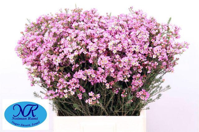 <h4>Chamelaucium Adi</h4>