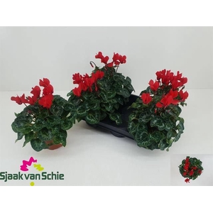 !! PROMO !! CYCL MIDI RED P12