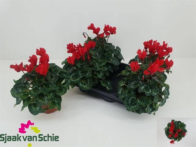 <h4>!! PROMO !! CYCL MIDI RED P12</h4>