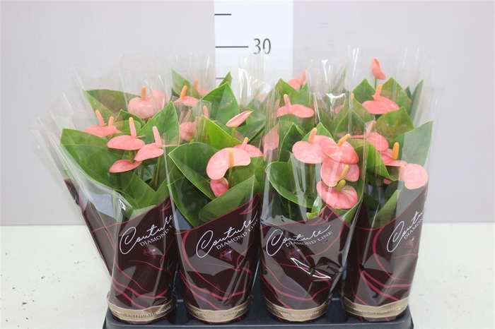 <h4>Anth An Spirit</h4>