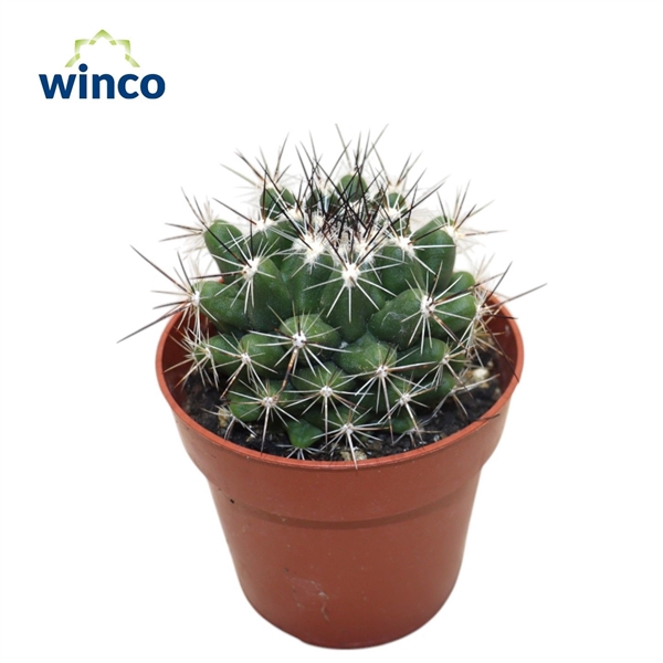 <h4>Thelocactus Garciae</h4>