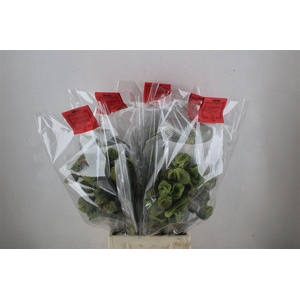 Papaver Mixed Extra P Stem