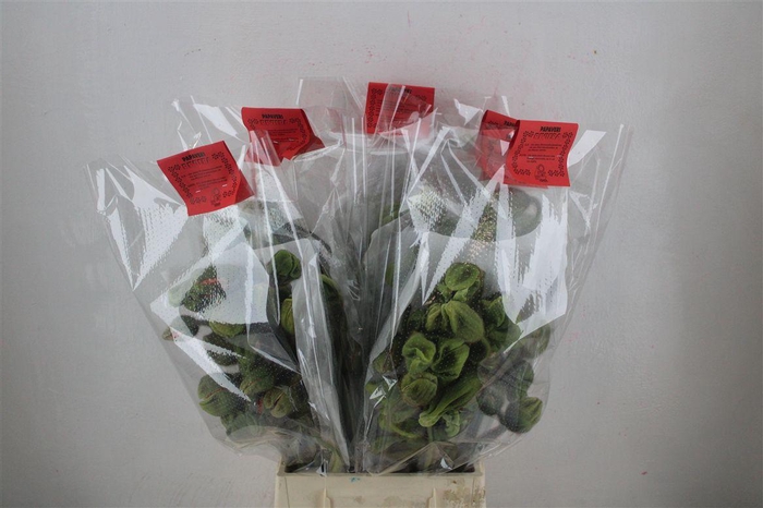 <h4>Papaver Mixed Extra P Stem</h4>