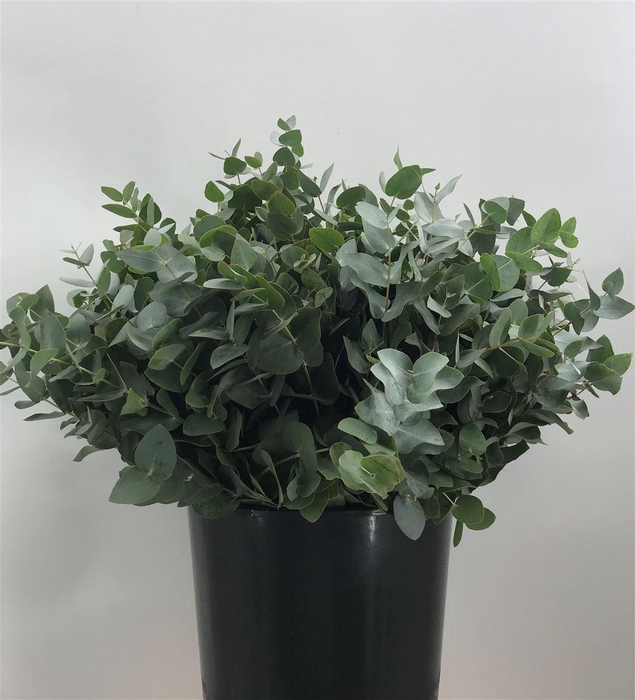 <h4>EUCA CINEREA C 150</h4>