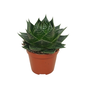 Aloe aristata 'Cosmo'