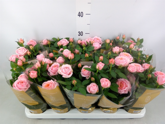 <h4>Rosa  'Adele Kordana Grande'</h4>