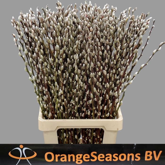 <h4>SALIX CA SNOW FLAKE</h4>