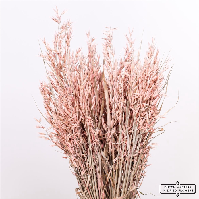 <h4>Dried Avena Frosted Pink Bunch</h4>