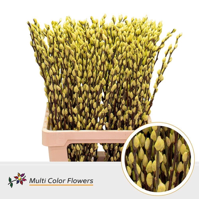 <h4>Salix caprea 'Snow Flake' .color H%</h4>