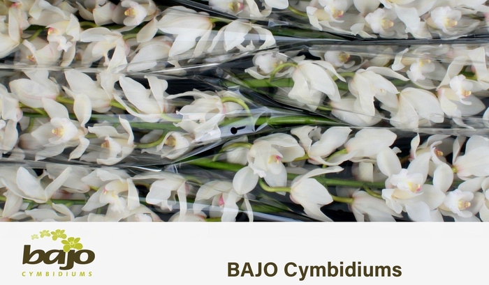 <h4>CYMB T POMPEI</h4>