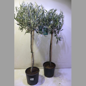 Olea Europaea