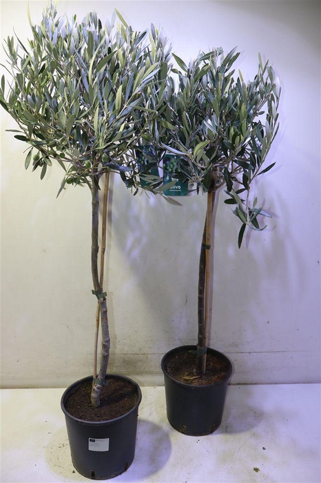 <h4>Olea Europaea</h4>
