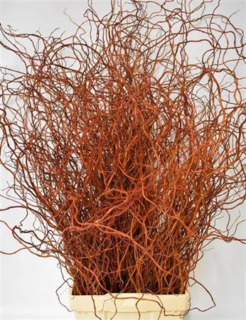 <h4>T Salix Ov Bs Rood</h4>