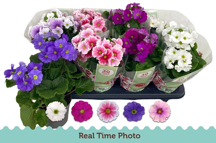 <h4>PRIM OB TM GEM</h4>