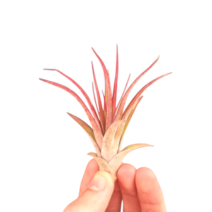 Tillandsia multiflora red