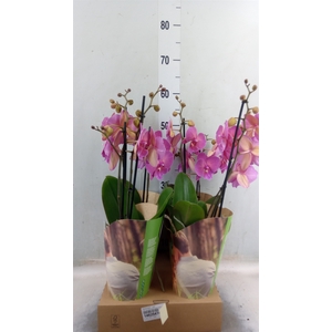 Phalaenopsis   ...red