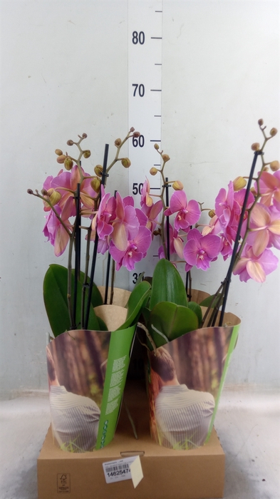 <h4>Phalaenopsis   ...red</h4>