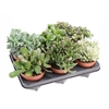 Crassula gemengd P12 Crassula mix