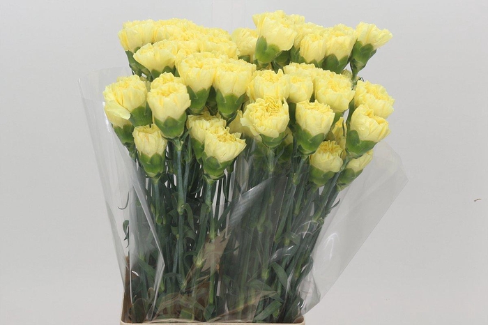 <h4>Dianthus St Ilias</h4>