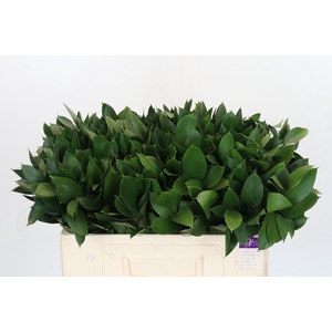 RUSCUS HYPOPHYLLUM